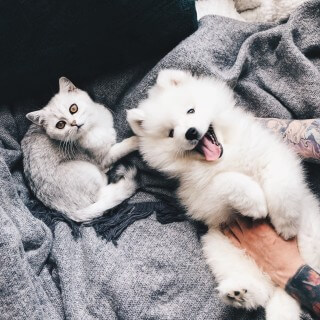 Animals & Pet Supplies